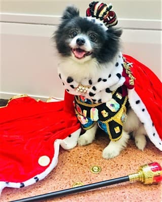 Pomeranian costume on sale